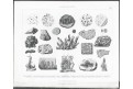 Bilder Atlas Anatomie  Zoologie  Botanik, Lpz 1870