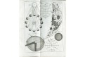 Khell : Physica ex Recentiorum I. II.,Wien, 1751