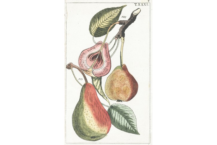 Hruška, Wilhelm, kolor mědiryt, 1811