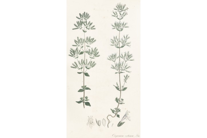 Oregáno, kolor. litografie, Esenbeck, 1828