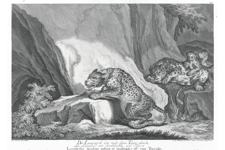 Ridinger J.E.: Leopard Tiger, mědiryt 1750