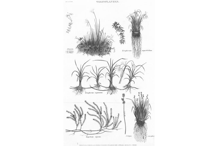Rostliny Rašeliniště, Meyer, oceloryt, (1860)