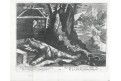 Wussin Daniel, Mainrardum, mědiryt , (1680)