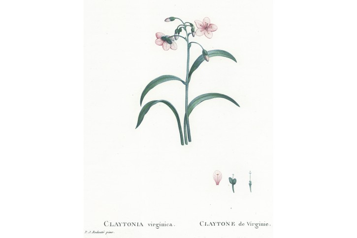 Claytonia virginica,, Redouté, kolor mědiryt, 1799