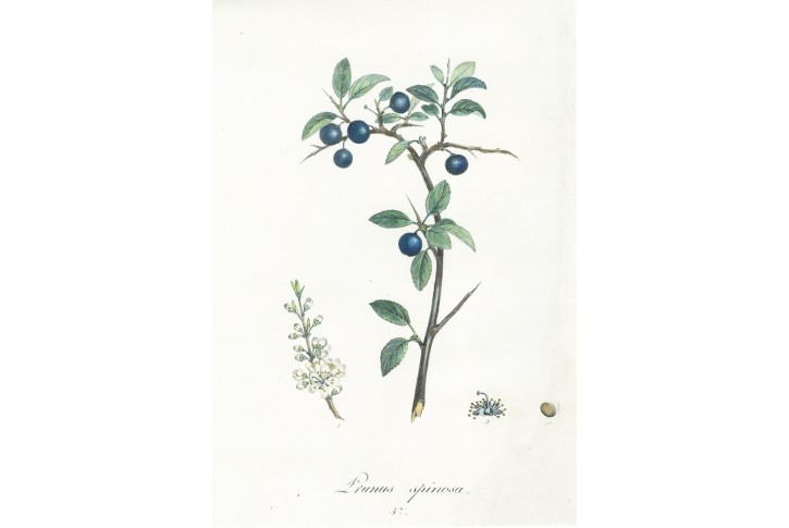Trnka, kolor. litografie, (1830)