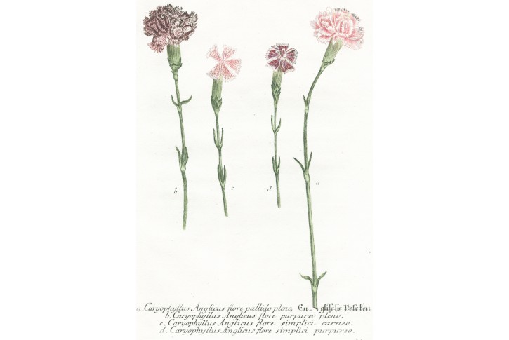 Karafiát, Weinmann, kolor. mědiryt, 1742