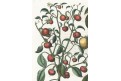 Chilli papričky, Besler, kolorovaný mědiryt, 1640