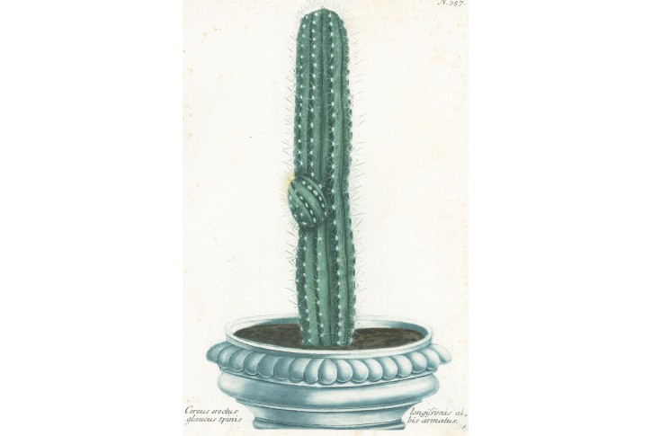 Kaktus, Weinmann, kol. mědiryt, 1742