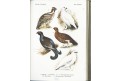 Floericke, K.: Vogelbuch, Stuttgaart, 1907