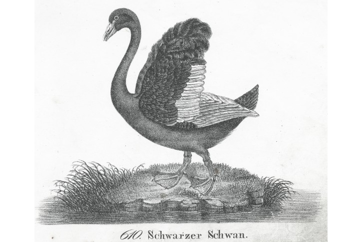Černá labuť, Neue Bildergalerie, litografie , 1837