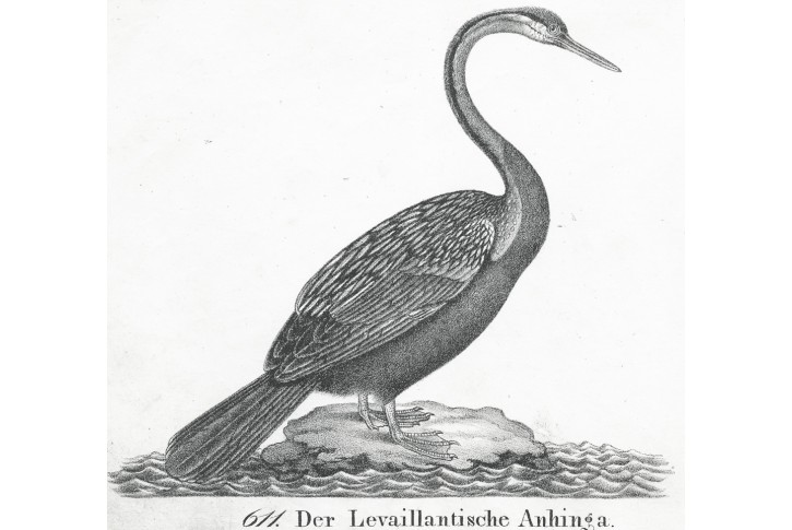 Anhinga americká, Neue ..., litografie , 1837