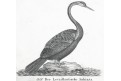 Anhinga americká, Neue ..., litografie , 1837