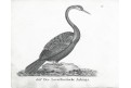 Anhinga americká, Neue ..., litografie , 1837