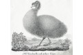 Emu, Neue ..., litografie , 1837