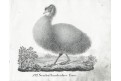 Emu, Neue ..., litografie , 1837