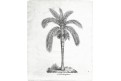 Vosková palma,  Neue ..., litografie , 1837
