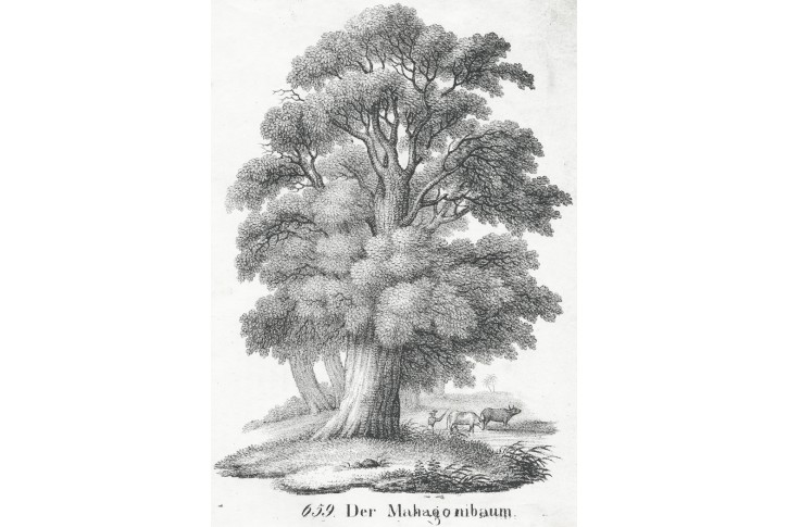 Mahagonovník pravý, Neue ..., litografie , 1837