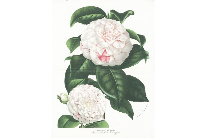 Cammelia Jap., Houtte, chromolitogr., (1870)