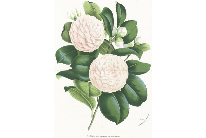 Cammelia, Houtte, chromolitogr., (1870)