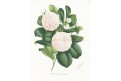 Cammelia, Houtte, chromolitogr., (1870)