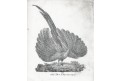 Pav, Neue Bildergalerie, litografie , 1837
