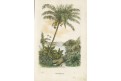 Kokos Palma, kolor. litografie, 1875