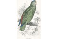 Amazoňan modrobradý, kolor. dřevoryt, 1843