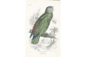 Amazoňan modrobradý, kolor. dřevoryt, 1843