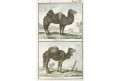 Velbloud Dromedár, Buffon, kolor. mědiryt, 1785
