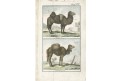 Velbloud Dromedár, Buffon, kolor. mědiryt, 1785
