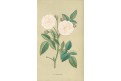 Růže Aime Vibert ,chromolitografie, 1873