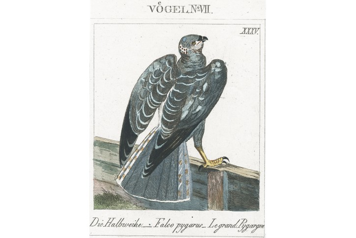 Moták pilich, mědiryt, (1800)