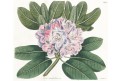 Rhododendron, Curtis, mědiryt, 1816