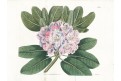 Rhododendron, Curtis, mědiryt, 1816