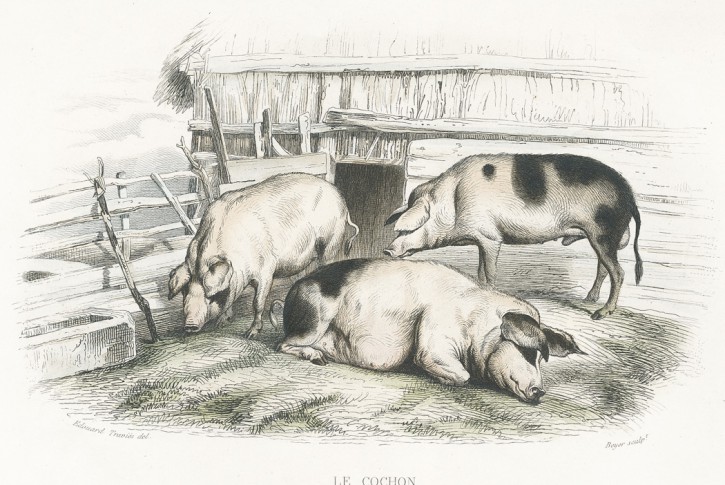 Prase domácí, kolor. litografie, 1853