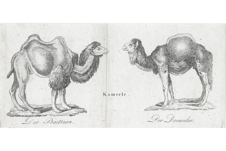 Velbloud Dromedár, mědiryt, (1800)
