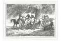 Koněi, Howit S.,  mědiryt, 1794