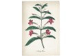 Kejklířka - Mimulus, litografie, 1855