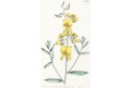 Genipa americana, litografie, 1855