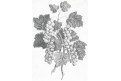 Rybízn, litografie, (1840)