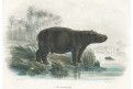 Hroch, Buffon, kolor. mědiryt, 1785