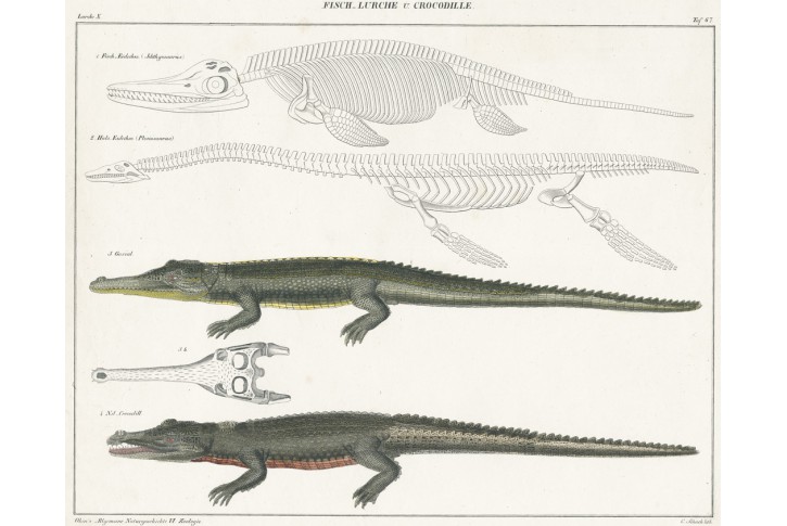 Krokodýli, Oken,  litografie, 1841