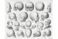 Anatomie hlavy, oceloryt, (1860 )