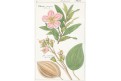 MERIANIA SPECIOSA, kolor. litografie, (1850)