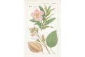 MERIANIA SPECIOSA, kolor. litografie, (1850)