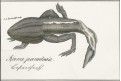 Bastardfrosch, litografie, (1840)