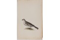 pták, akvarel , (1770)