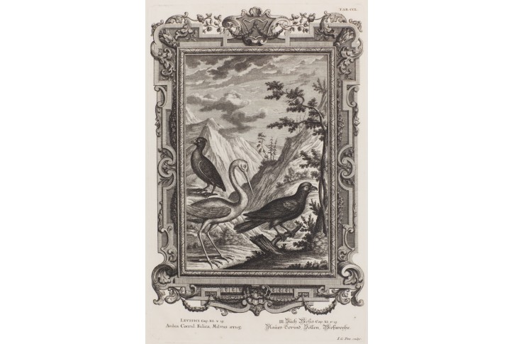 Lyska Luňák, Scheuzer, mědiryt, 1731