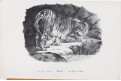 Tygřice, litografie, 1837
