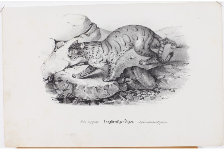 Tygr, litografie, 1837